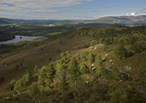 Images Dated 1st August 2005: Scots Pine trees