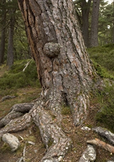 Images Dated 1st August 2005: Scots Pine trees