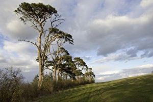 Images Dated 2nd March 2006: Scots pine trees - silhouetted against evening sky at dusk. Cotswolds UK