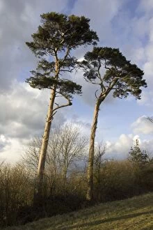 Images Dated 2nd March 2006: Scots pine trees - silhouetted against evening sky at dusk. Cotswolds UK