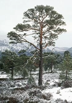 Images Dated 6th June 2007: Scot's Pine - in winter Caledonian pine forest, Spey Valley, Scotland