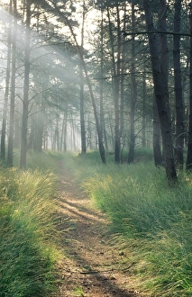 Images Dated 1st June 2009: Scots Pine wood and path