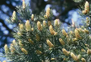 Cones Prints: Scots Pine - young female cones