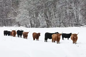 Cattle Prints: Scottisch Highland Cattle and Angus Cattle - herd on snow covered field - Lower Saxony - Germany