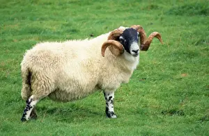Sheep Prints: Scottish Black Face Sheep - ram