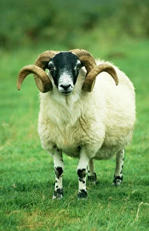 Scotland Collection: Scottish Black Face Sheep Ram