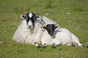 Images Dated 27th June 2006: Scottish black-faced ewe and lamb, Isle of Mull, Scotland, U