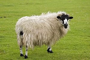 Scottish black-faced sheep - ewe