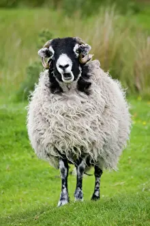 Scottish Prints: Scottish black faced sheep ewe chewing cud North Yorkshire Moors UK