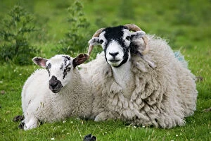 Farm Animals Collection: Scottish black faced sheep ewe with lamb North Yorkshire Moors UK