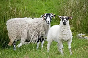 Scottish Prints: Scottish black faced sheep ewe with lamb standing North Yorkshire Moors UK