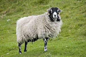 Farm Animals Collection: Scottish black faced sheep ewe North Yorkshire Moors UK