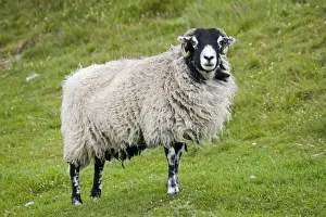 Scottish black faced sheep ewe North Yorkshire Moors UK