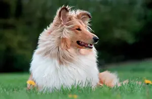 Collie Prints: Scottish Collie Dog - lying on grass