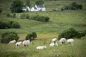 Images Dated 24th July 2013: Scottish countryside with flock of sheep in field