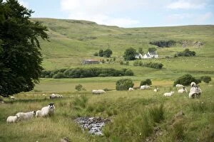 Images Dated 24th July 2013: Scottish countryside with flock of sheep by stream