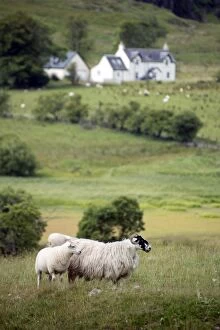 Images Dated 24th July 2013: Scottish countryside with pair of sheep in field