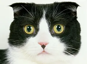 Eyes Prints: Scottish Fold Cat