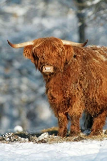 Agricultural Gallery: Scottish Highland Bull - in snow