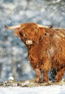 Farm Animals Collection: Scottish Highland Bull - in snow, Lower Saxony, Germany Digital Manipulation: added falling snow
