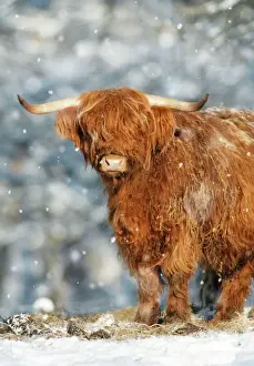 Cattle Prints: Scottish Highland Bull - in snow