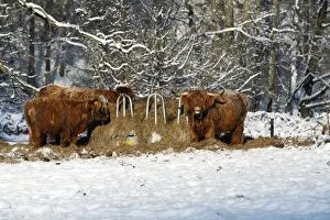 Scottish Highland Cattle - 3 beasts feeding at hay-heck in winter