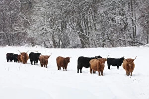 Scottish Highland Cattle and Angus Cattle - herd on snow covered field