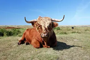 Cattle Prints: Scottish Highland Cattle - cow resting in sand dune - National Park - Texel Island - Holland