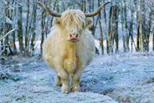 Farm Animals Collection: Scottish Highland Cow - in falling snow Digital Manipulation: added falling snow