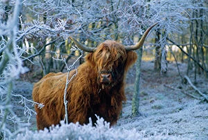 Farm Animals Collection: Scottish Highland Cow - in frost