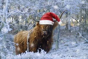 Scottish Highland Cow, in frost and falling snow