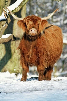 Scottish Highland Cow - in snow