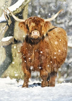 Cattle Gallery: Scottish Highland Cow - in snow, Lower Saxony, Germany
