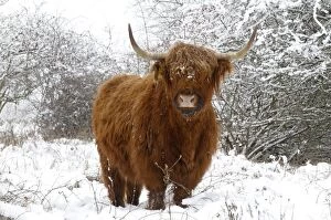 Farm Animals Gallery: Scottish highland cow in the snowy foreland of river IJssel