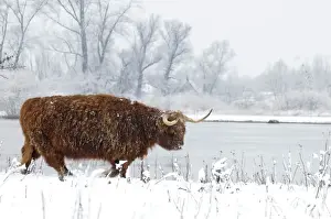 Domesticated Prints: Scottish highland cow in the snowy foreland of river IJssel The Netherlands
