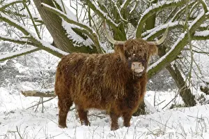 Scottish highland cow in the snowy foreland of river IJssel The Netherlands, Overijssel, Wijhe/Olst, Fortmond