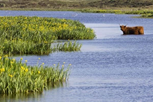 Images Dated 11th February 2019: Scottish Highland Cow - standing in lake to cool down in summer, Isle of Texel