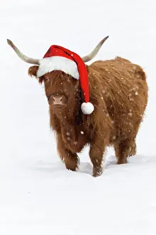 Scottish Highland Cow - standing on snow wearing Christmas hat. Digital Manipulation: Hat (Su) falling snow