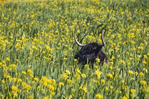 Images Dated 11th February 2019: Scottish Highland Cow - standing amongst yellow flag iris at edge of lake, Island of Texel