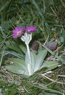 Images Dated 30th December 2005: Scottish Primrose