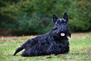 Images Dated 17th October 2009: Scottish terrier