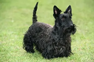 Scottish Terrier Dog
