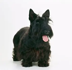 Shaggy Prints: Scottish Terrier JD 14363 © John Daniels / ARDEA LONDON