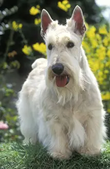 Scottish Terrier - also know as Aberdeen Terrier