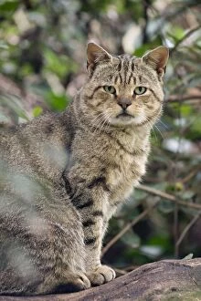 Images Dated 22nd August 2010: Scottish Wildcat