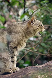 Images Dated 22nd August 2010: Scottish Wildcat - snarling