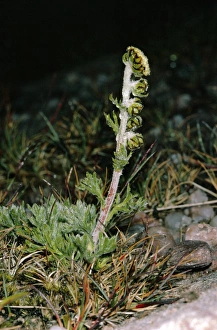 Images Dated 29th December 2005: Scottish Wormwood