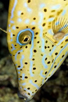 Images Dated 9th July 2011: Scraweled Filefish