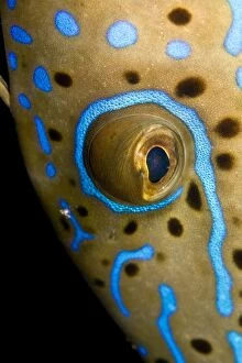 Filefish Gallery: Scraweled Filefish - close-up