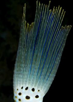 Filefish Gallery: Scraweled Filefish - tail
